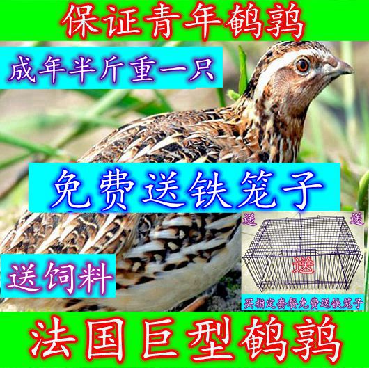 热销宠物活体鸟_法国巨型鹌鹑鸟活体鹌鹑繁殖用种鹌鹑青年鹌鹑活体