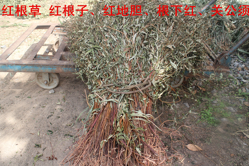 野生中药材红根草 红根子 红地胆 根下红 关公须 落地红 500克