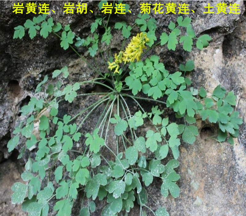 广西草药岩黄连 岩胡 岩连 菊花黄连 土黄连 石生黄堇 500克