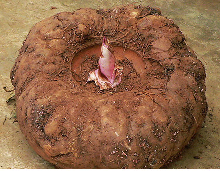 热销魔芋豆腐 新鲜_新鲜魔芋魔芋豆腐 野魔芋 生魔芋生态魔芋之乡优惠