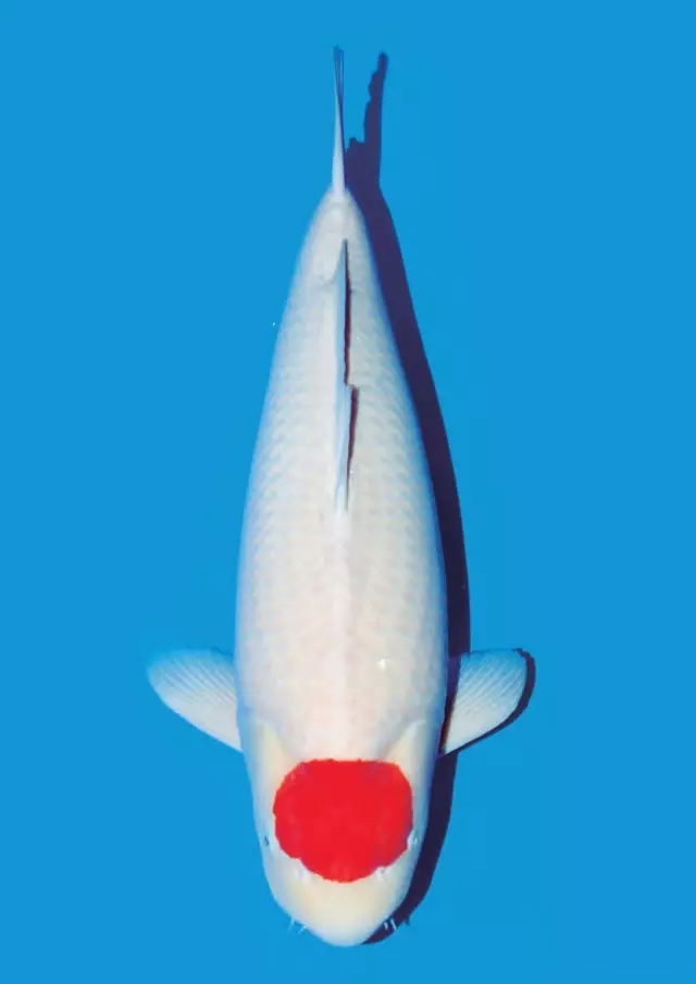 纯种日本锦鲤_广州纯种日本锦鲤西北分渔场丹顶小苗观赏鱼活体鱼苗