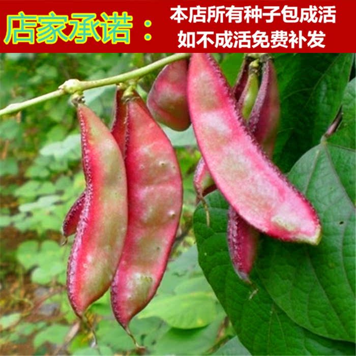 紫边眉豆种子蔬菜种子紫眉豆籽春播种子春季盆栽阳台种菜豆角菜园