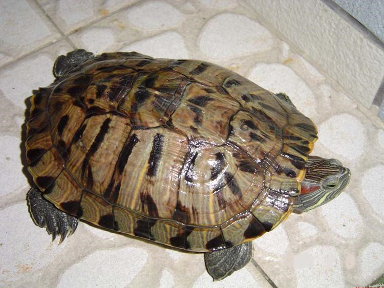 巴西龟_小乌龟活体特大长寿龟宠物巴西龟观赏巨型镇宅招财龟小宠淡水