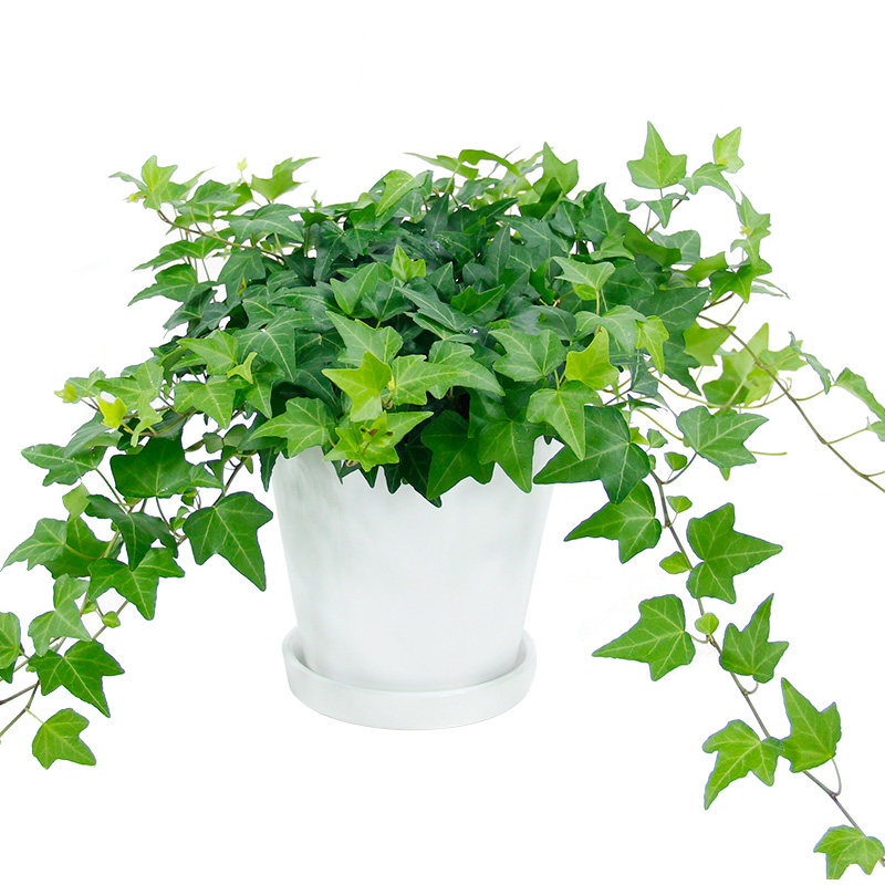 常春藤净化盆栽