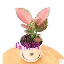 【如意吉祥水培植物】_如意吉祥水培植物图片