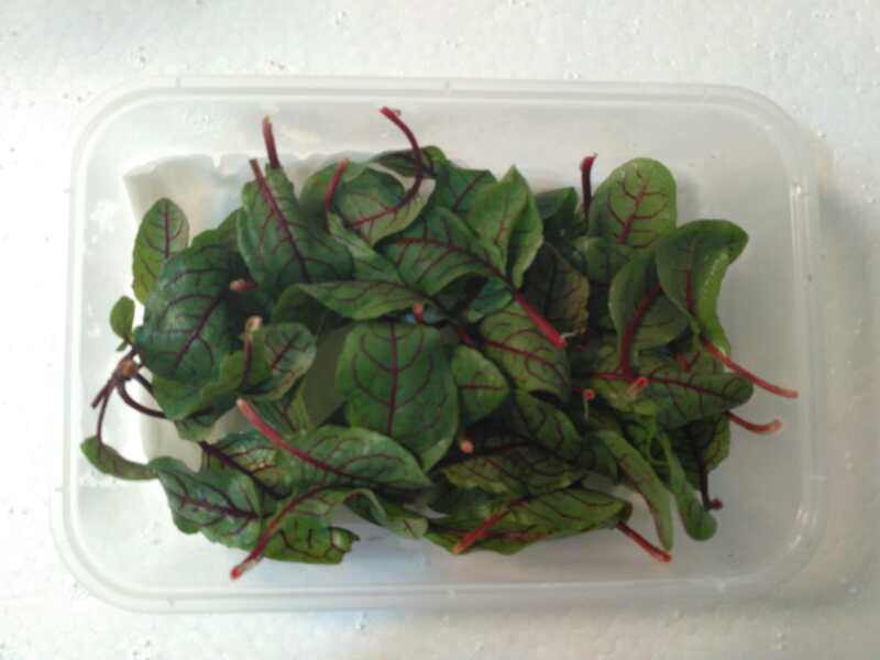 新鲜蔬菜 新鲜酸模 新鲜红酸模 红丝酸模