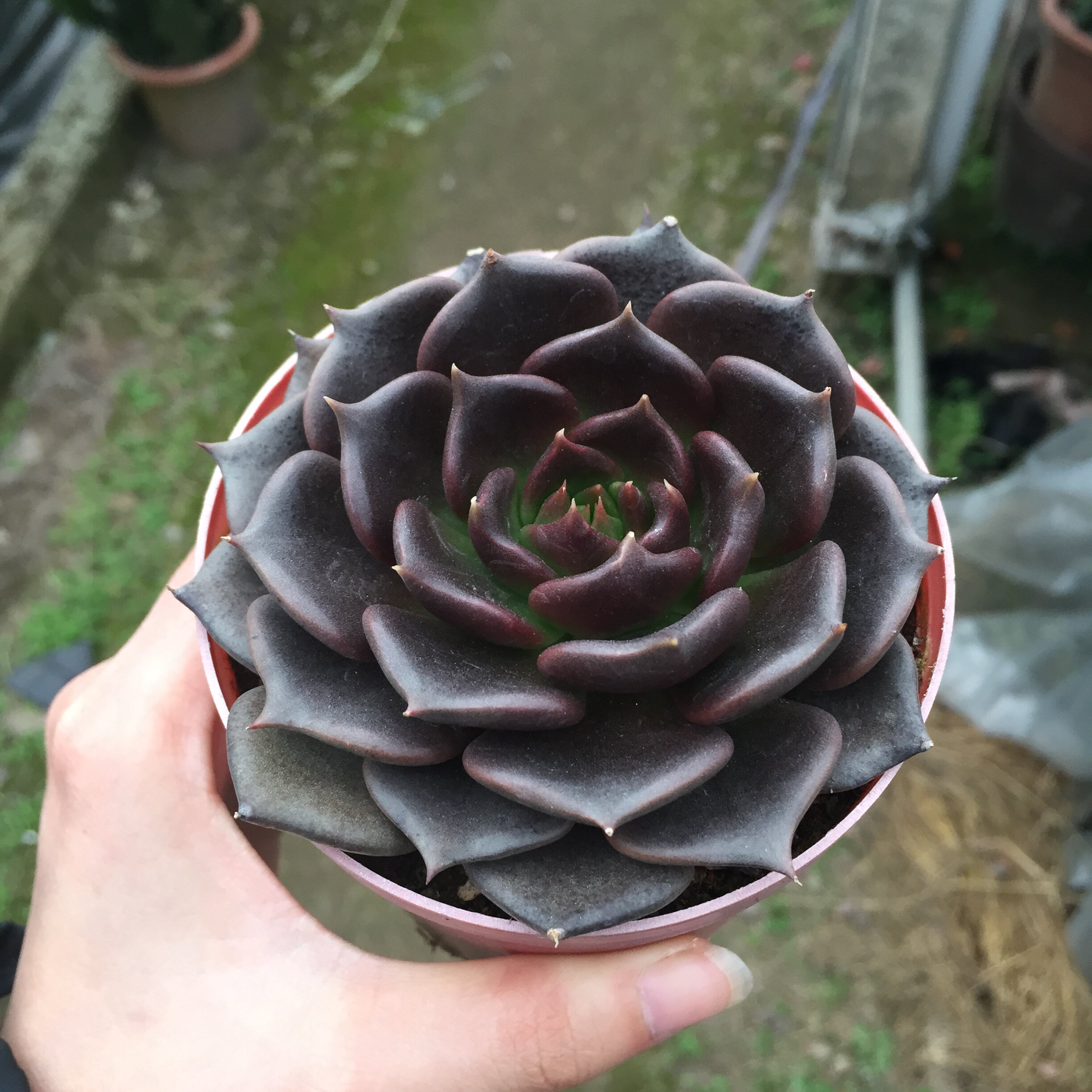 秋天多肉也黑腐?简单晾根来避免!