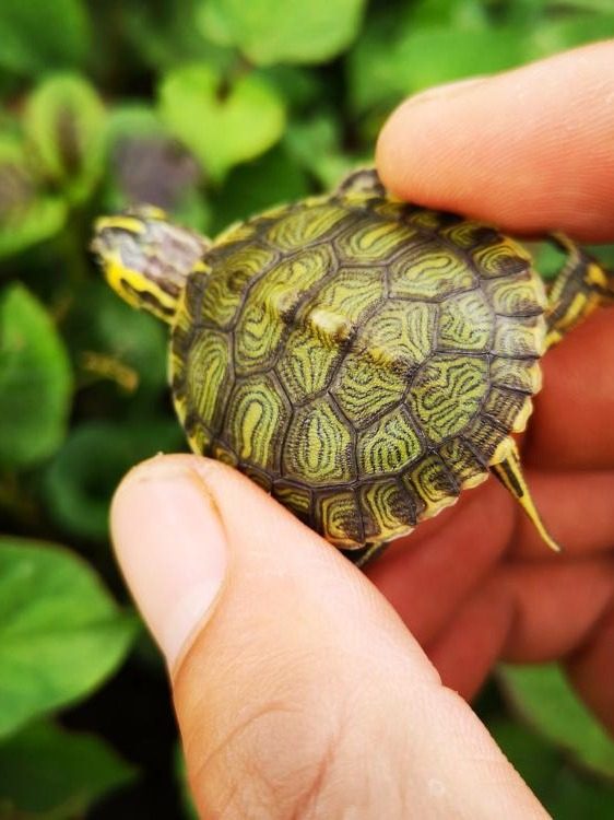 一折小乌龟苗