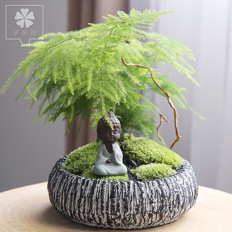 文竹植物盆栽花卉室内绿植罗汉松盆景办公室盆栽绿色植物文竹盆栽