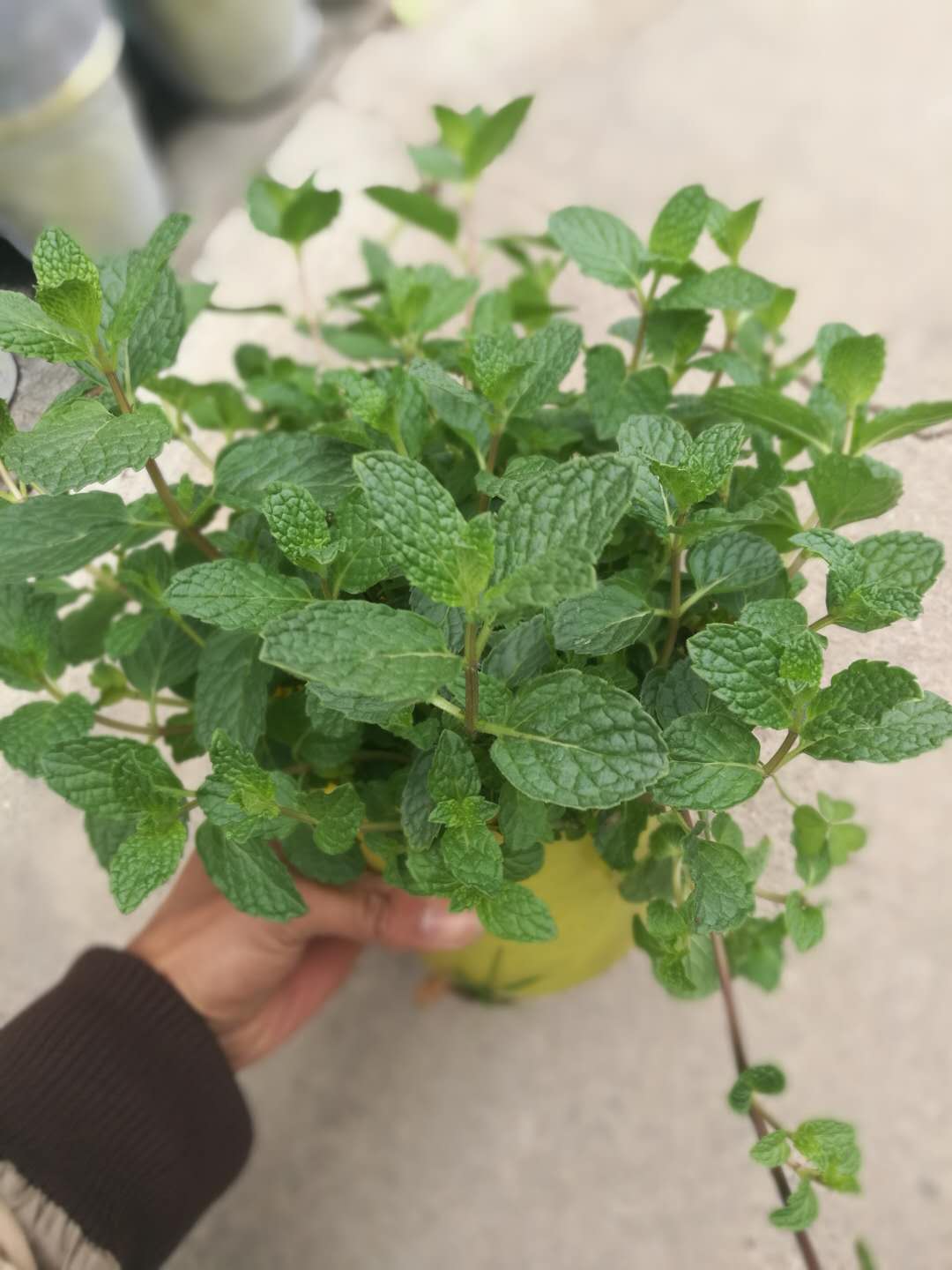 留兰香薄荷食用薄荷盆栽绿植香草植物庭院花卉绿植香料包邮