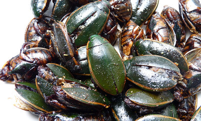 金边龙虱新鲜现拍现炸即食龙虱油炸昆虫美食野味