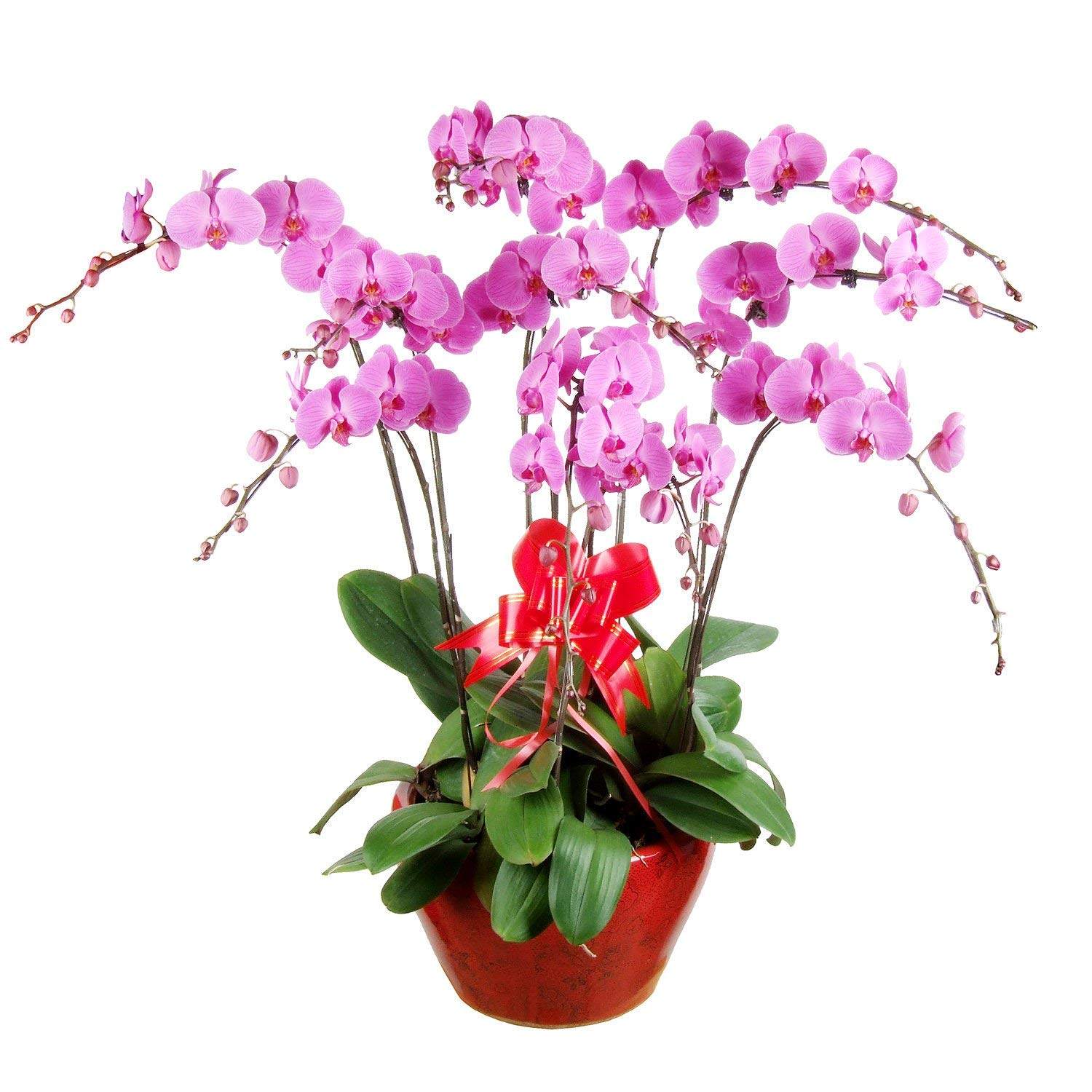 特价植物花卉 好养_四季蝴蝶兰盆栽花苗阳台花卉观花植物室内花开花不