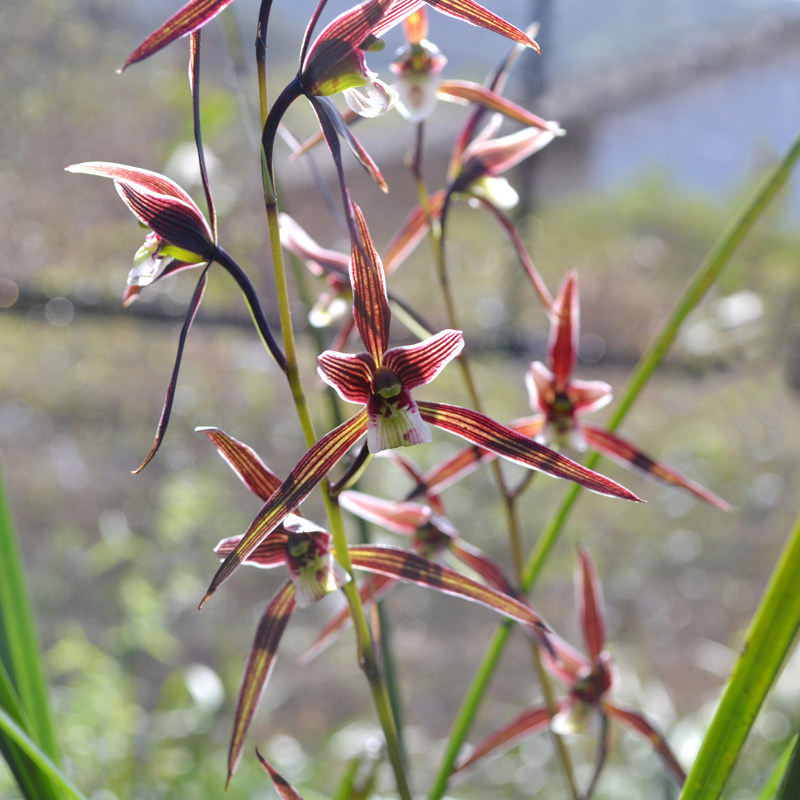 一折兰花盆_浓香细叶普通寒兰 冬兰 兰花苗 冬天开花 室内阳台客厅