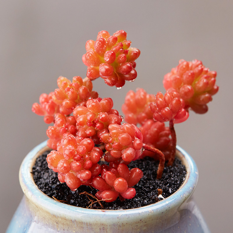 美诺花园 红色浆果 多肉绿植 防辐射肉肉植物 盆栽
