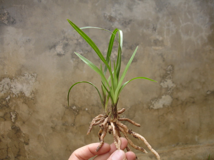 盆栽植物花卉 野生兰花贵州春兰下山草-龙根叶形1.11图片
