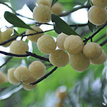 【白杨梅树苗】_白杨梅树苗图片