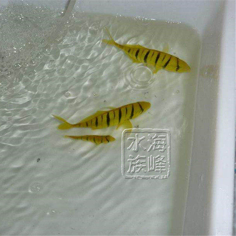 【海水鱼珊瑚】海水鱼-观赏鱼-海水-黄金参