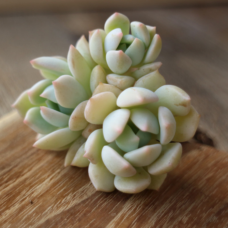 【蜜桃格林】多肉植物 组合盆栽满包邮叶片老桩群生绿植肉 花语堂