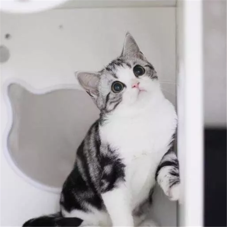 纯种美国短毛猫美短加白起司猫银虎斑加白幼猫活体猫咪宠物猫g