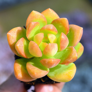 花匠多肉 多肉植物 黄丽 果冻色 全状态 4-6cm 优质多肉花卉组合