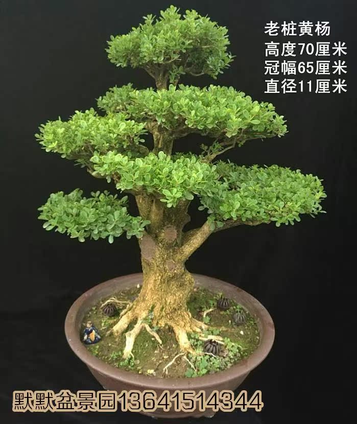 实物拍摄 老桩盆栽 黄杨盆景植物 室内 客厅大 四季常青瓜子黄杨