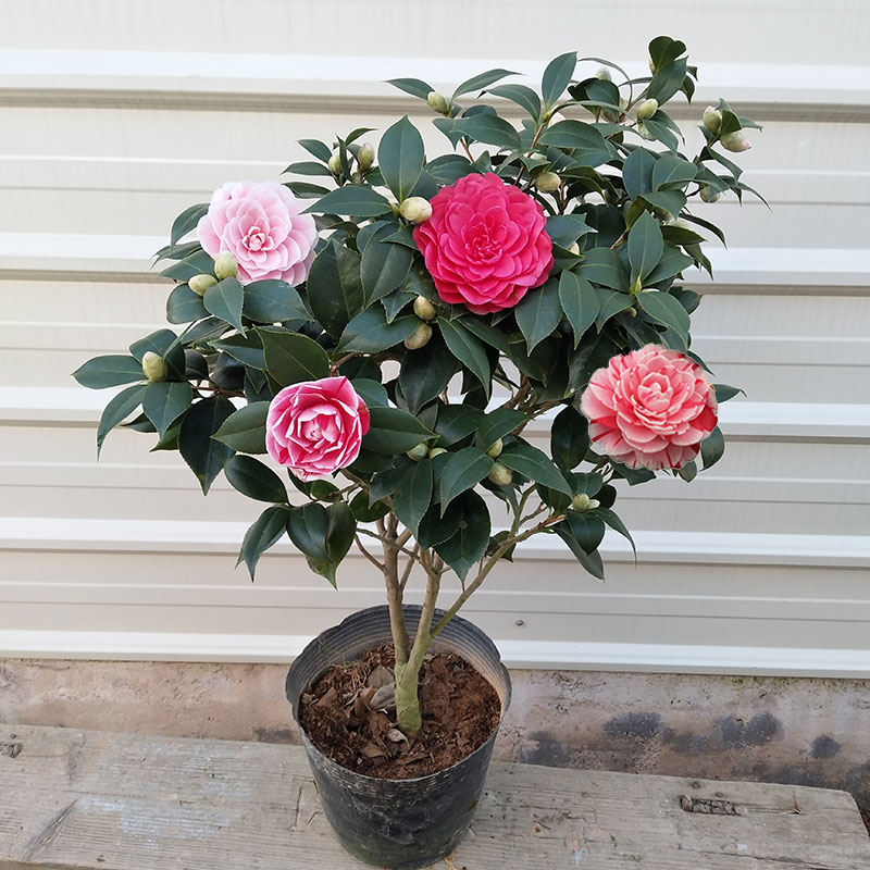 茶花盆栽 带花苞_茶花盆栽山茶花树苗花卉观花耐寒植物室内带花苞好养