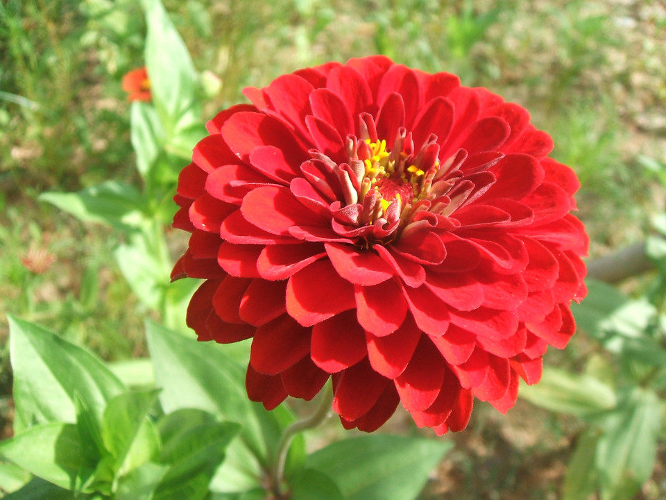 红百日草种子适作切花 花卉花草种子 盆栽阳台种植 满10元包邮