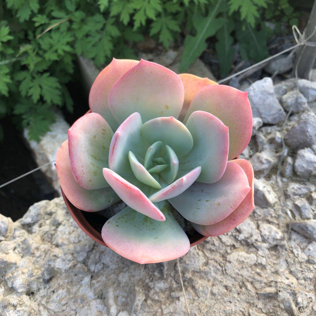 多肉植物怎么浇水 教你种出美丽植物