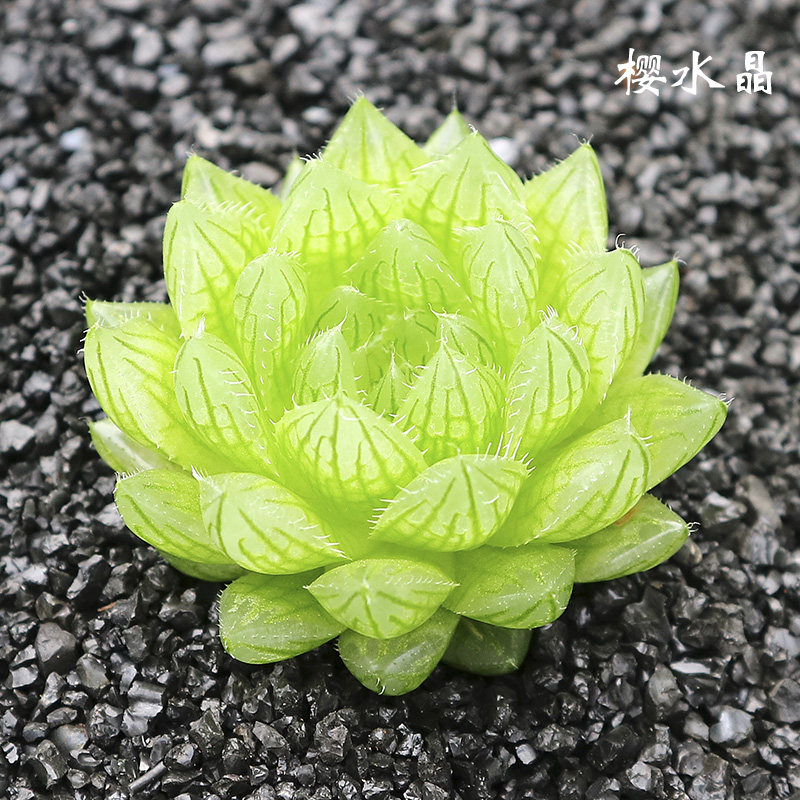大樱水晶 满包邮 玉露 进口多肉 十二卷 樱水晶