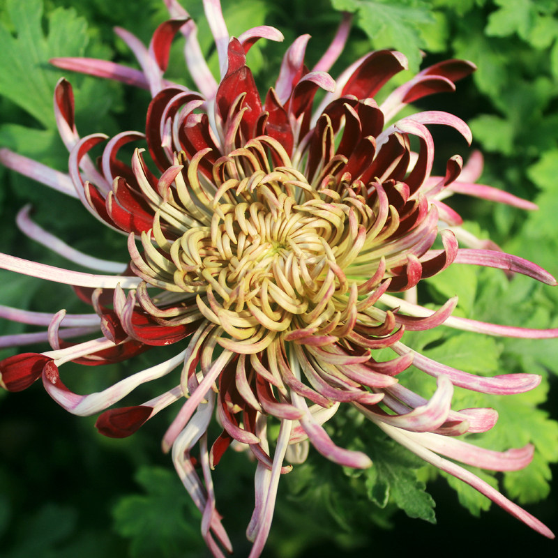 新品菊花苗_东篱园艺灰鸽大花新品菊花颜色奇特对版盆地栽穴盘苗