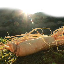 【集安人参】_集安人参图片