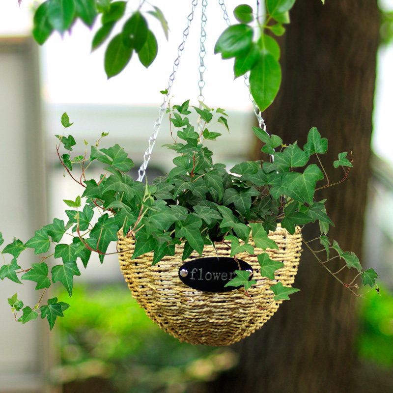 吊花盆 悬挂 阳台