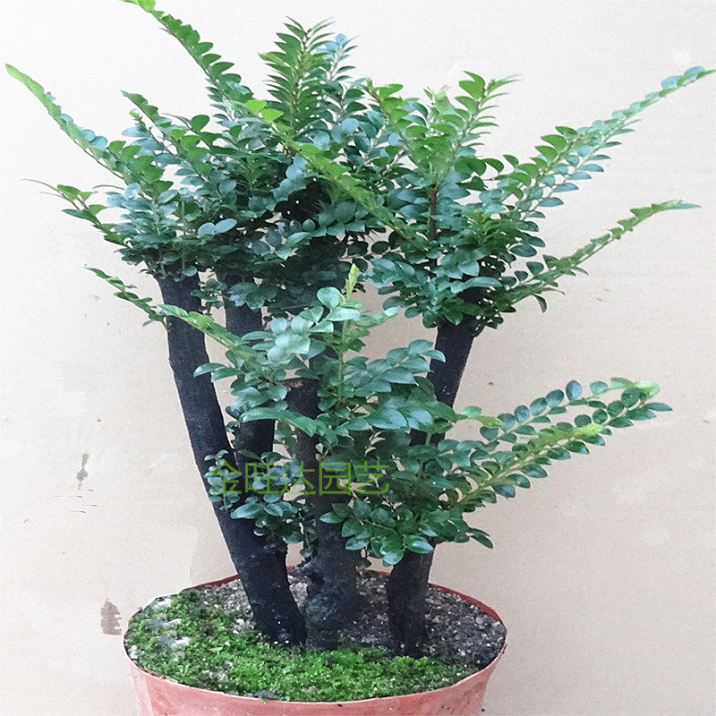 热销檀香木盆栽_名贵黑骨茶黑檀木盆景树桩植物盆栽室内桌面绿植小叶