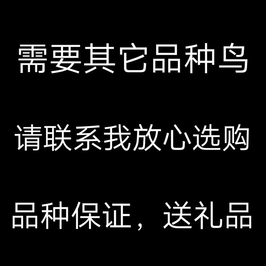 珍珠鸟 斑胸草雀 金山珍珠 白珍珠 灰珍珠