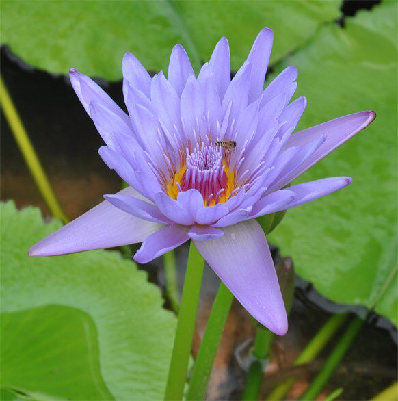 水莲 荷花盆_蓝莲花水生九品香水莲花盆栽池塘庭院室内水培植物大睡莲