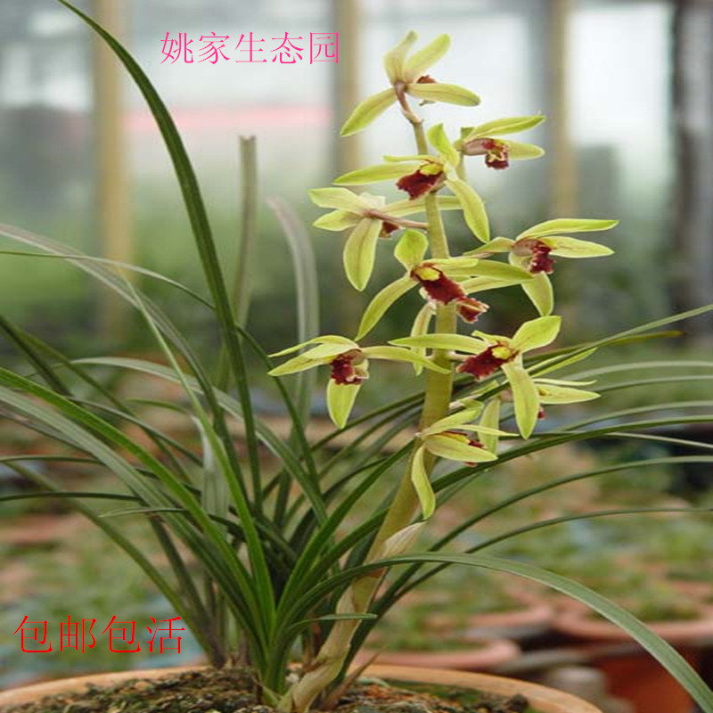 苗_随州兰花浓香春兰蕙兰带花苞兰花苗室内阳台盆栽花卉绿植易活好养