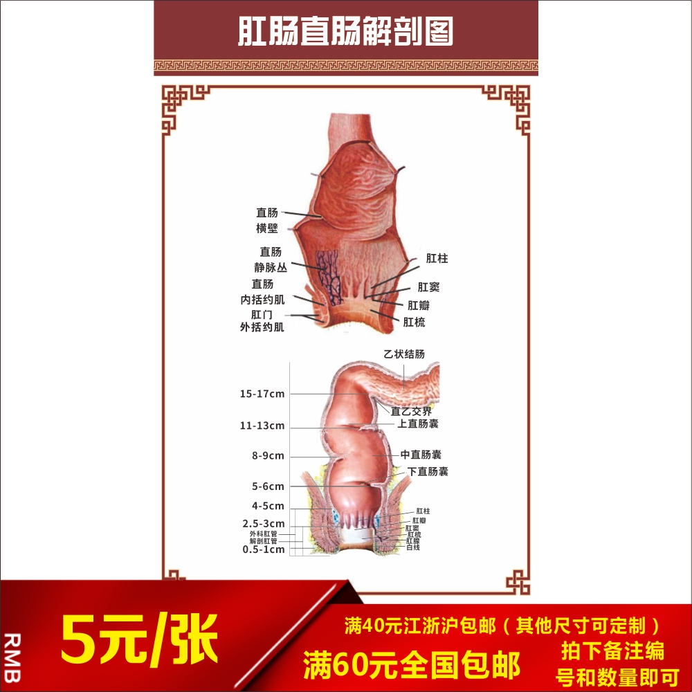 肛肠直肠人体消化道肠胃解剖示意图医院科室挂画宣传海报展板