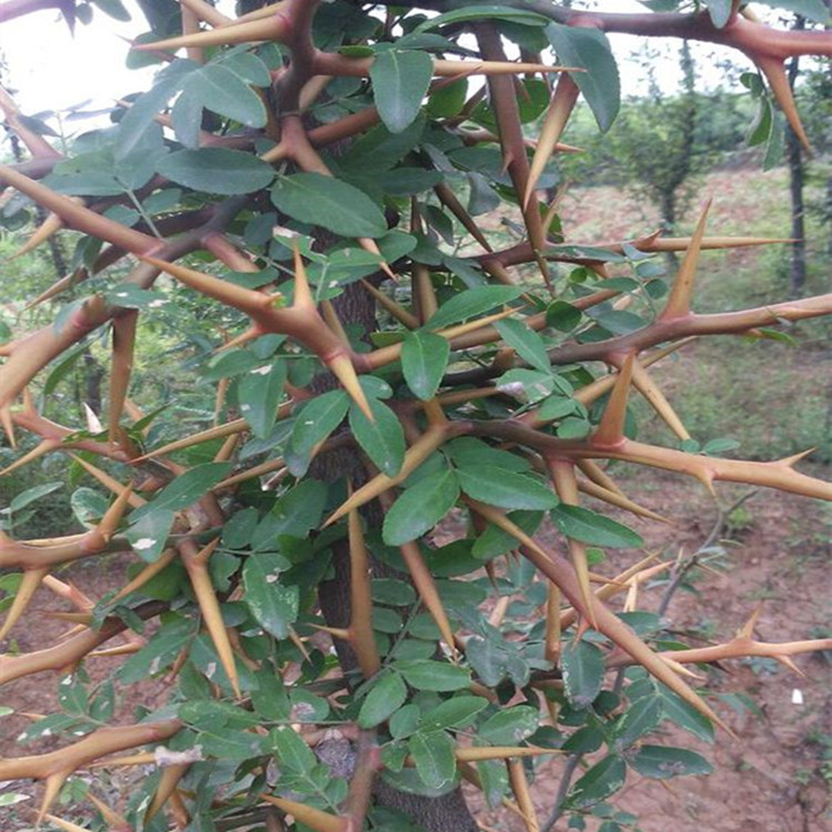 进口红枫种子 四季枫叶红庭院观叶植物林木种子 室内花卉盆栽种子