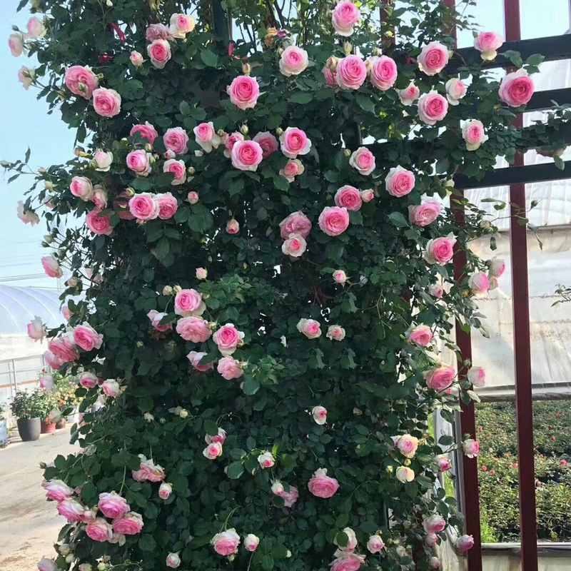 欧月花苗盆栽