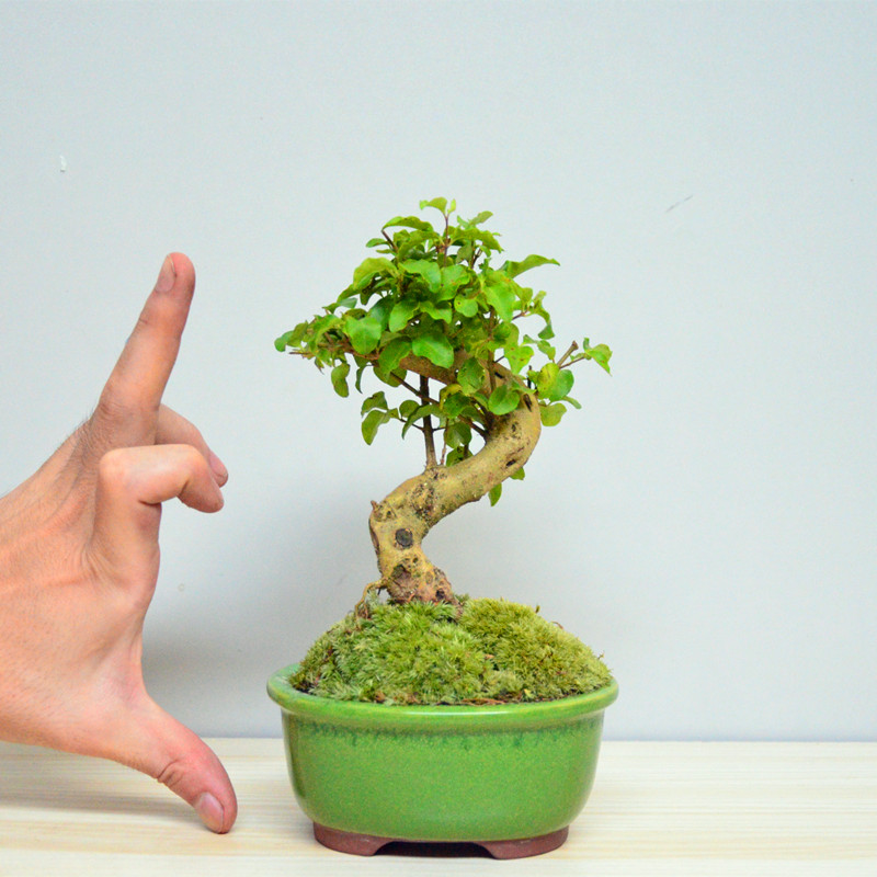 一折小盆栽_微型盆景小叶女贞矮霸老桩办公室内桌面盆景庭院绿植盆栽