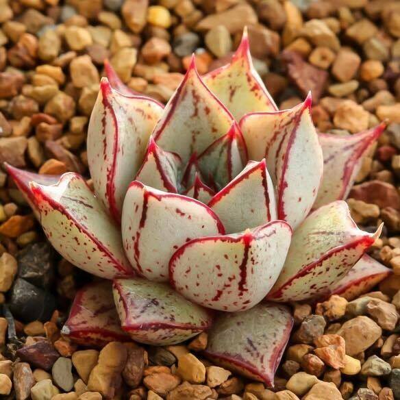一折白熊多肉植物_爱花 白和锦 原始大和锦老桩锦多肉植物群生晚霞