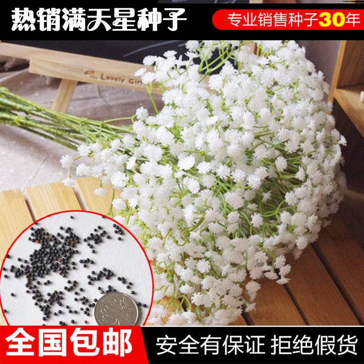 热销满天星百香果苗嫁接_满天星种子白色混色纯洁思念24种花卉花种易