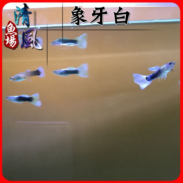 活体鱼 热带鱼 小型_象牙白孔雀鱼凤尾鱼 直接下小鱼 小型热带观赏鱼