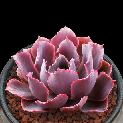 海鲜园艺 塔洛克多肉多肉植物办公室客厅肉肉植物绿植花卉盆栽_7折