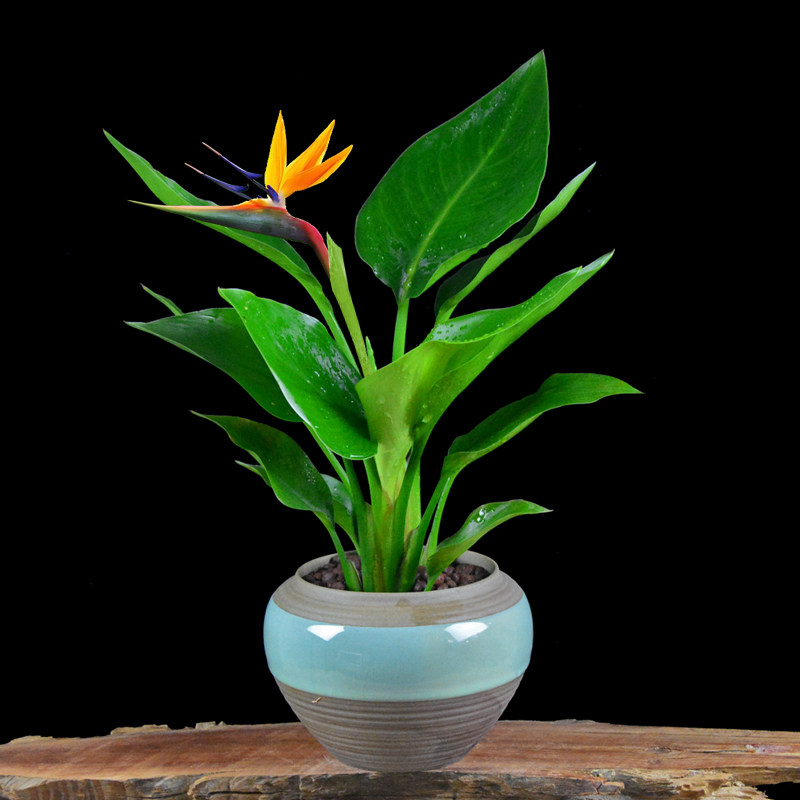 花卉盆栽 绿植 冬季_天堂鸟盆栽鹤望兰客厅冬季花卉室内除甲醛植物观