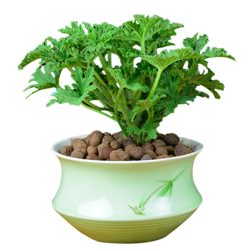 防蚊草驱蚊草盆栽卧室防蚊子四季常青室内蚊净