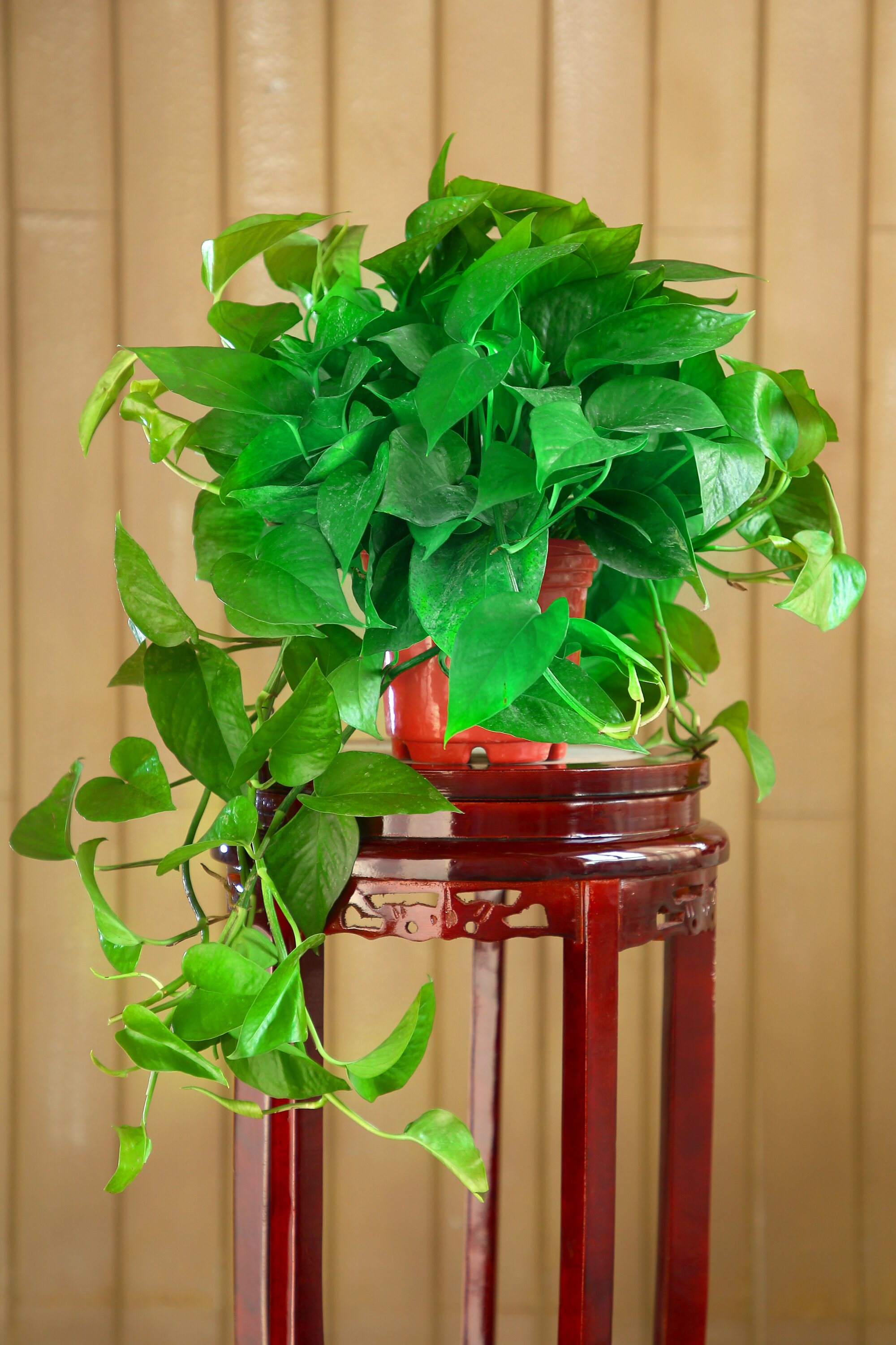 绿航高品质营养土绿萝红盆绿萝净化空气神器吊兰绿植桌面盆栽花叶