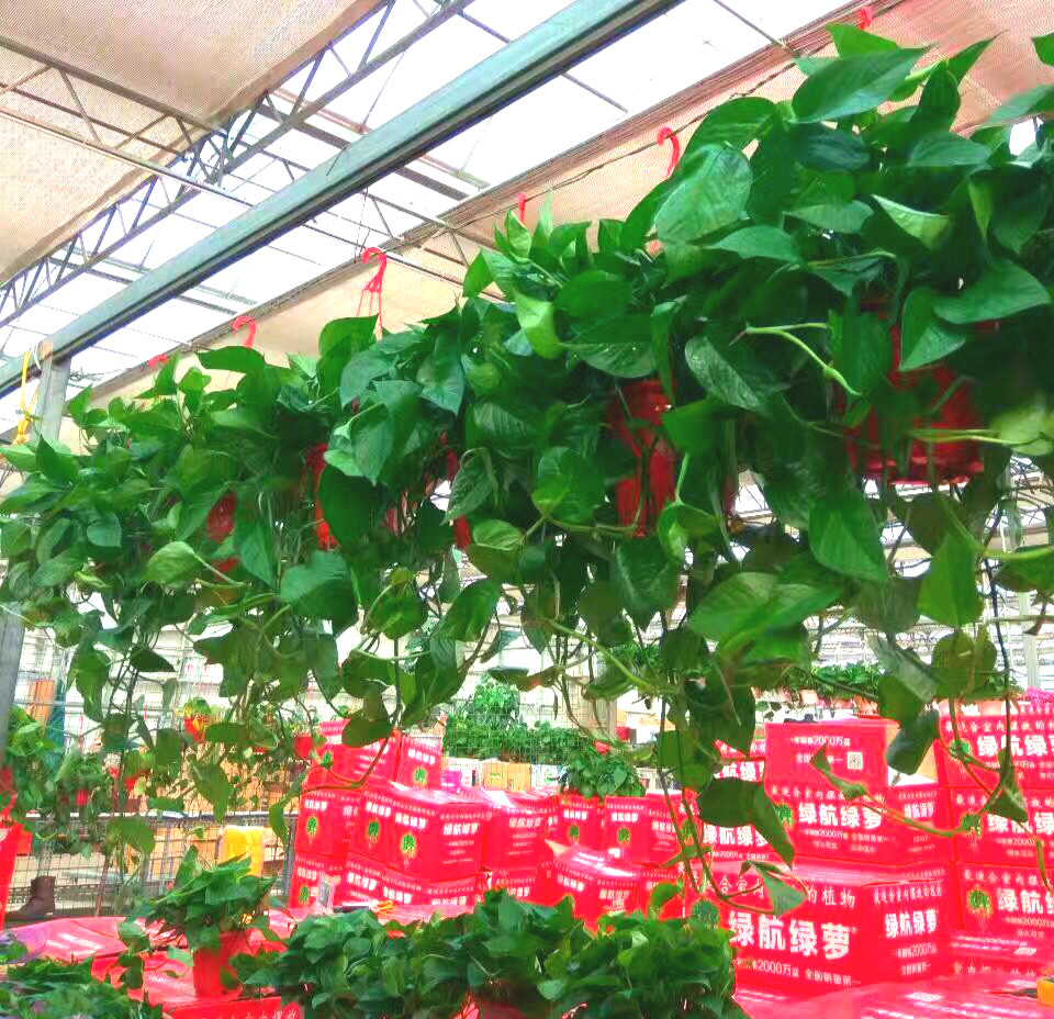绿航高品质绿萝