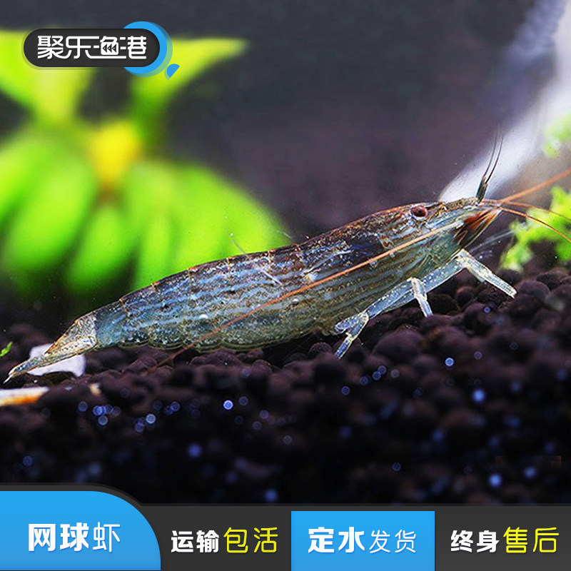 特价观赏虾_网球虾 除藻虾 观赏虾 非洲网球虾 除丝状藻有 大型活体