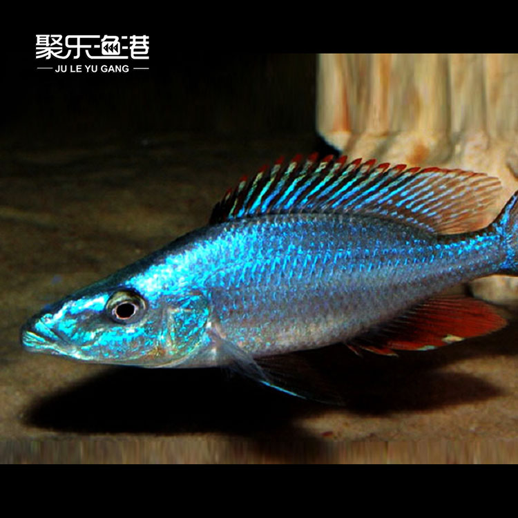 三湖鱼马鲷鱼三湖慈鲷活体鱼宠物鱼淡水热带鱼观赏鱼纯种蓝马面